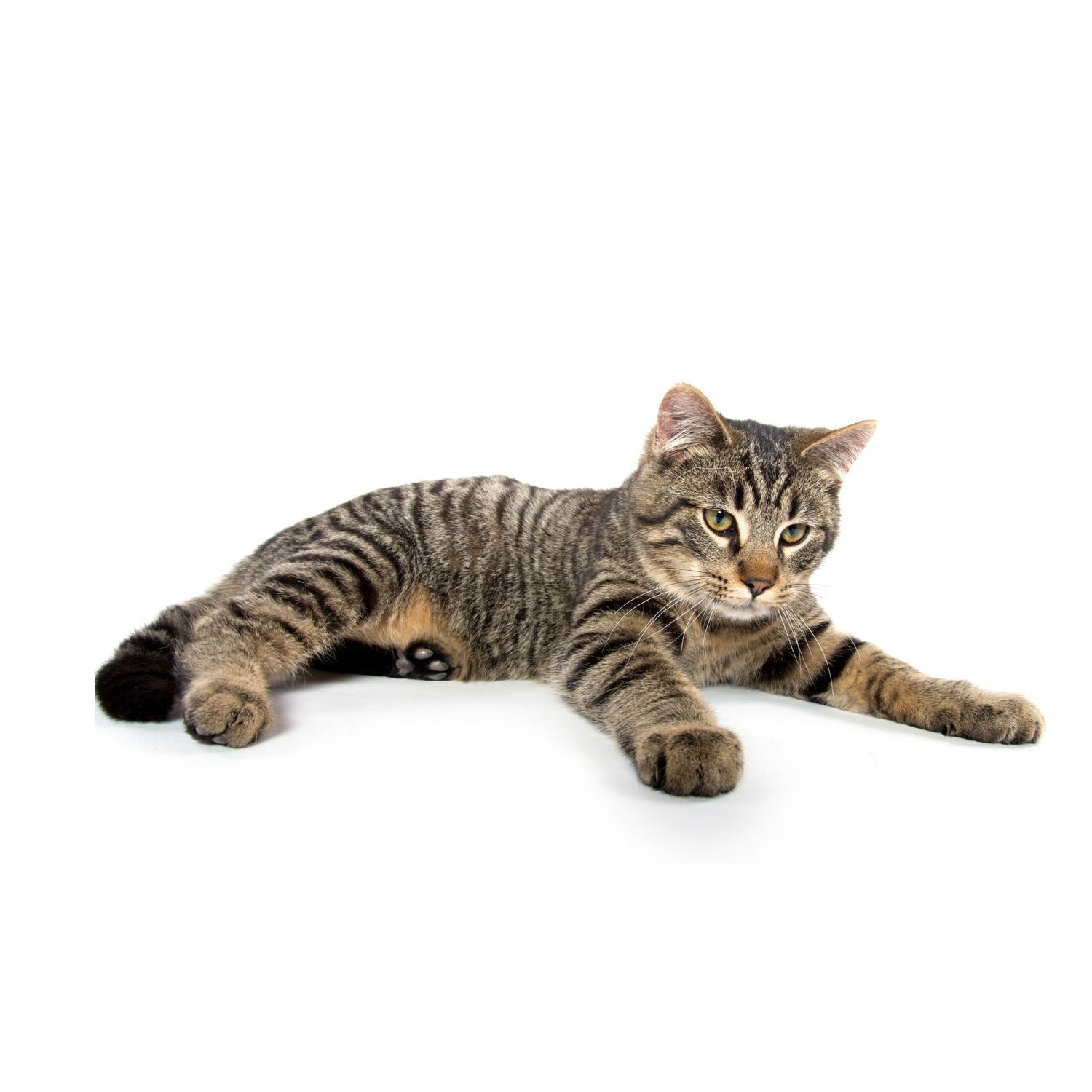 חתול - PetFastGo