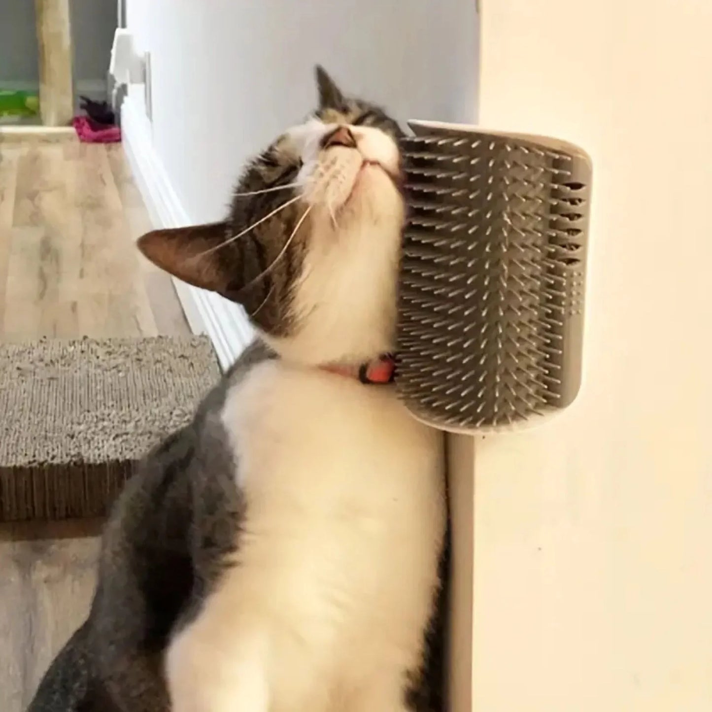 Wall-mounted massage brush for cats with comb