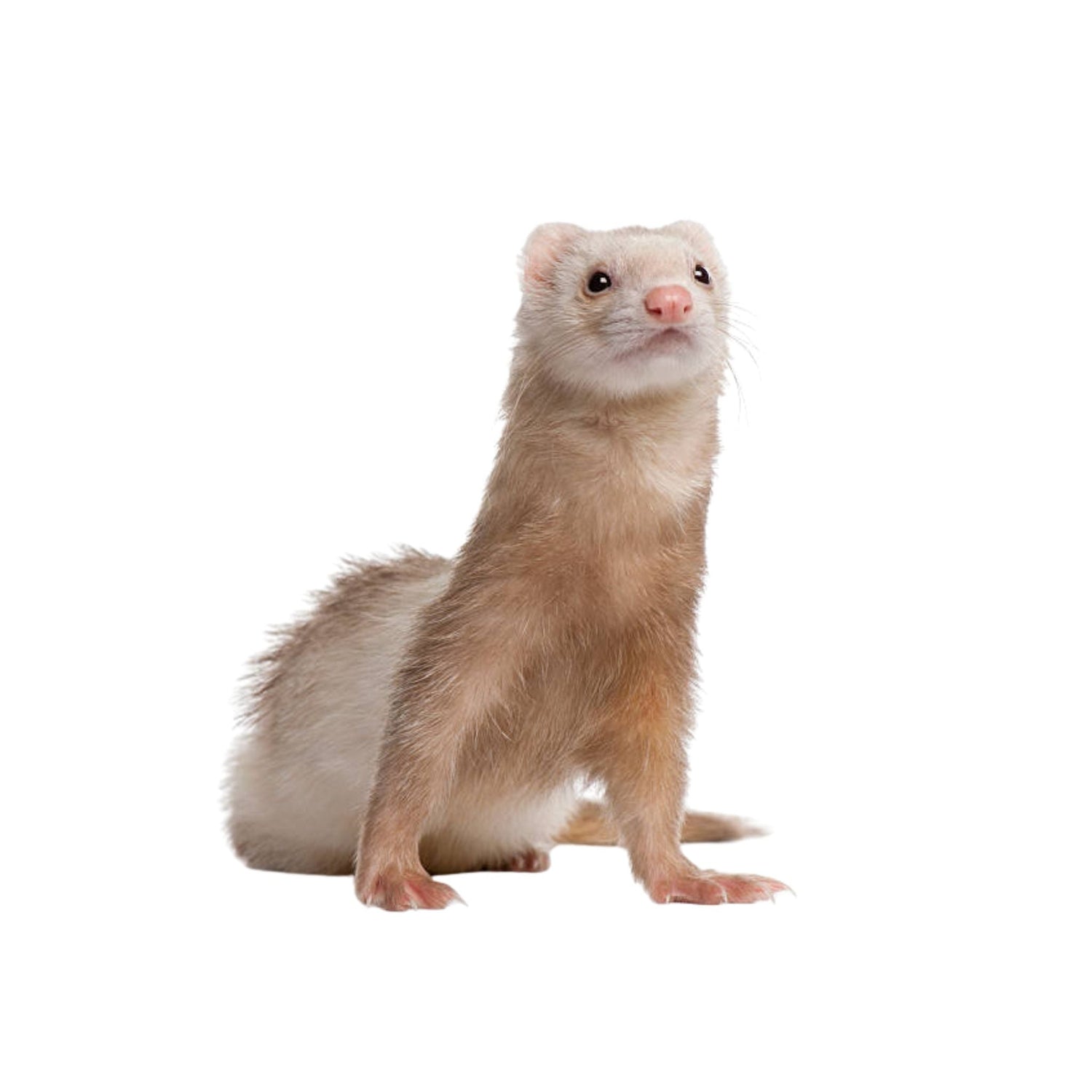 חמוס וחולדה