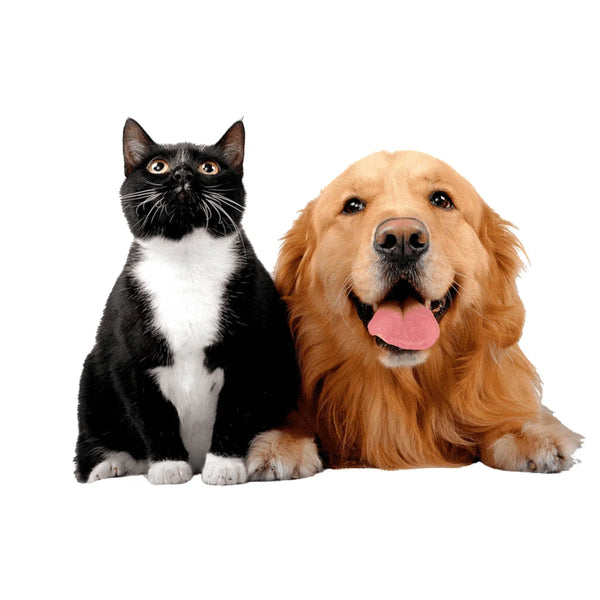 כלבים וחתולים ביחד