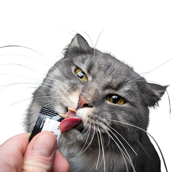 חטיפים לחתולים