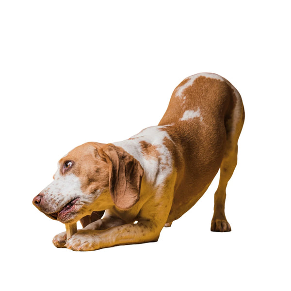 חטיפים לכלבים