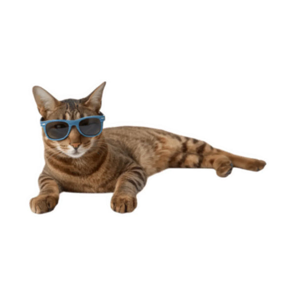 אביזרים לחתולים