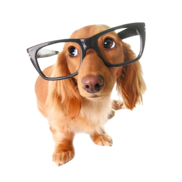 מדריך מקיף למתחילים עם כלב חדש