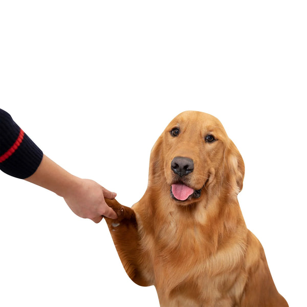 אילוף כלבים לצרכים