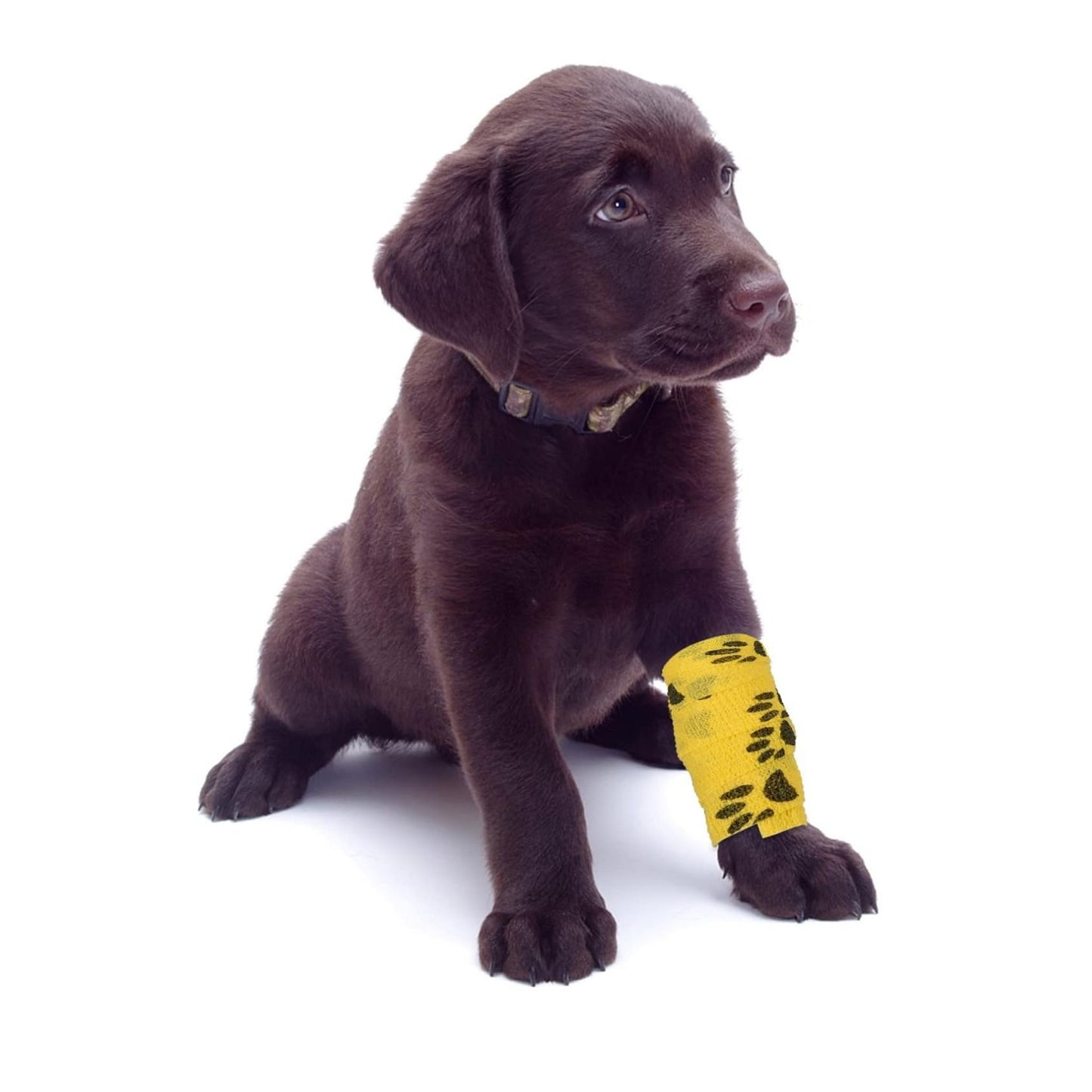 תחבושת אלסטית נצמדת לכלבים וחתולים