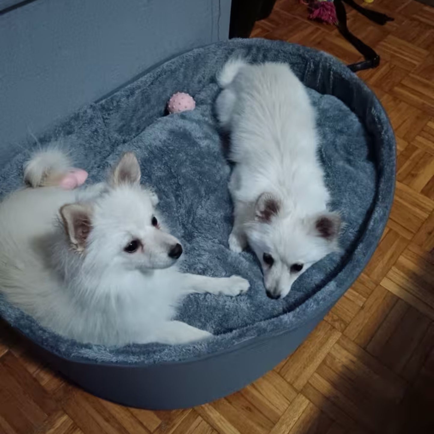 Hoofie מיטה אורטופדית לכלבים וחתולים