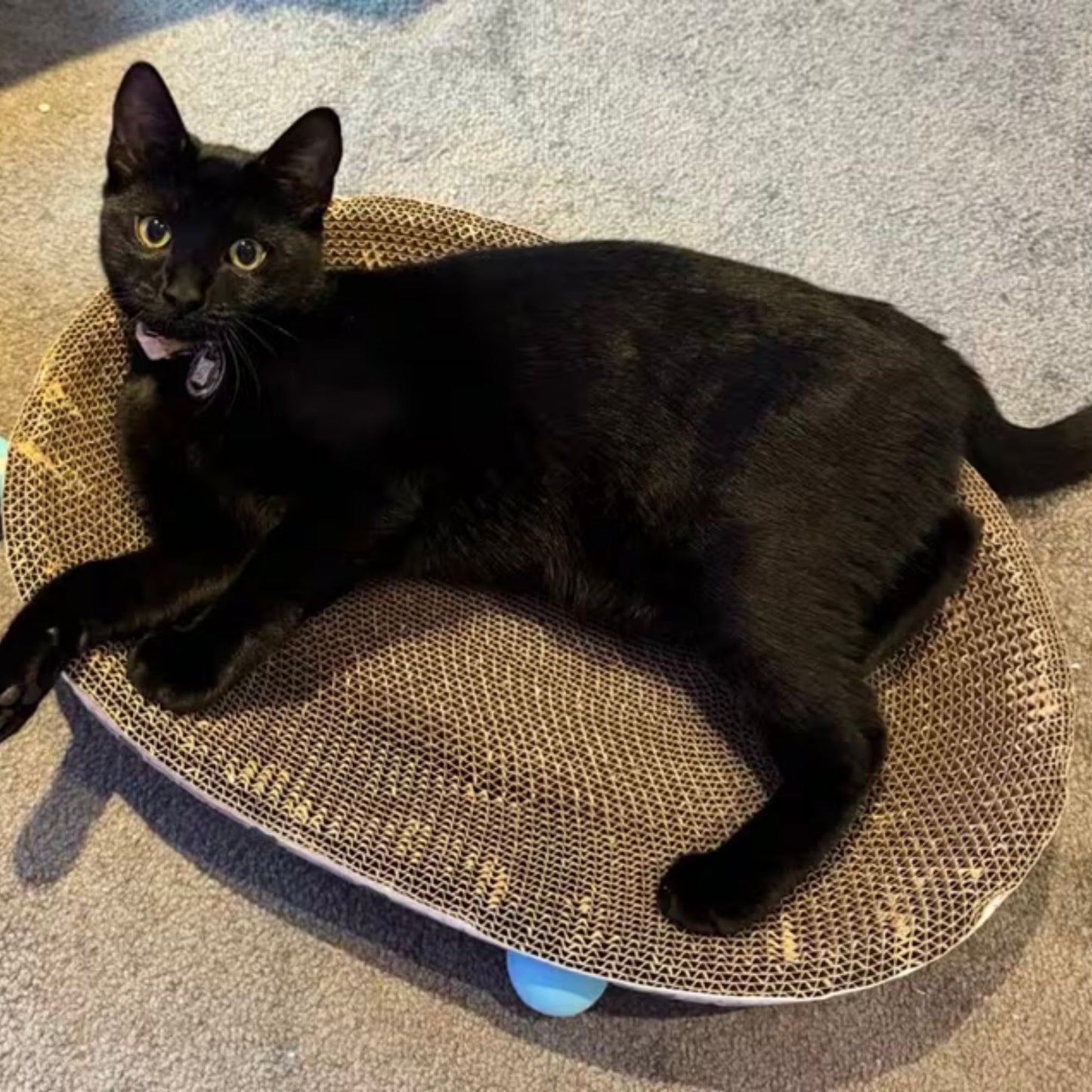 משטח גירוד לחתולים בצורת קערה