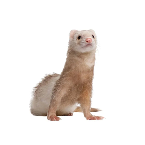 חמוסים וחולדות