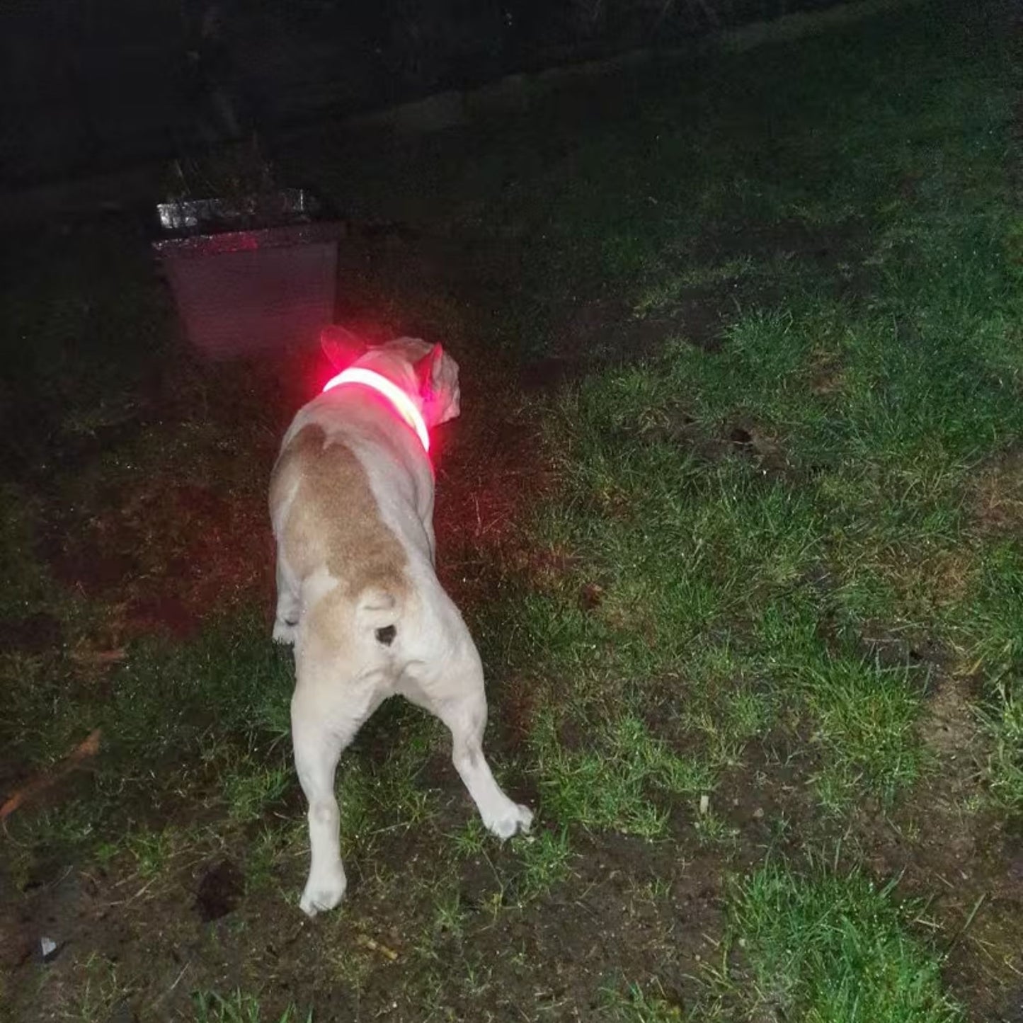 LED קולר זוהר לכלב נטען צבע אדום