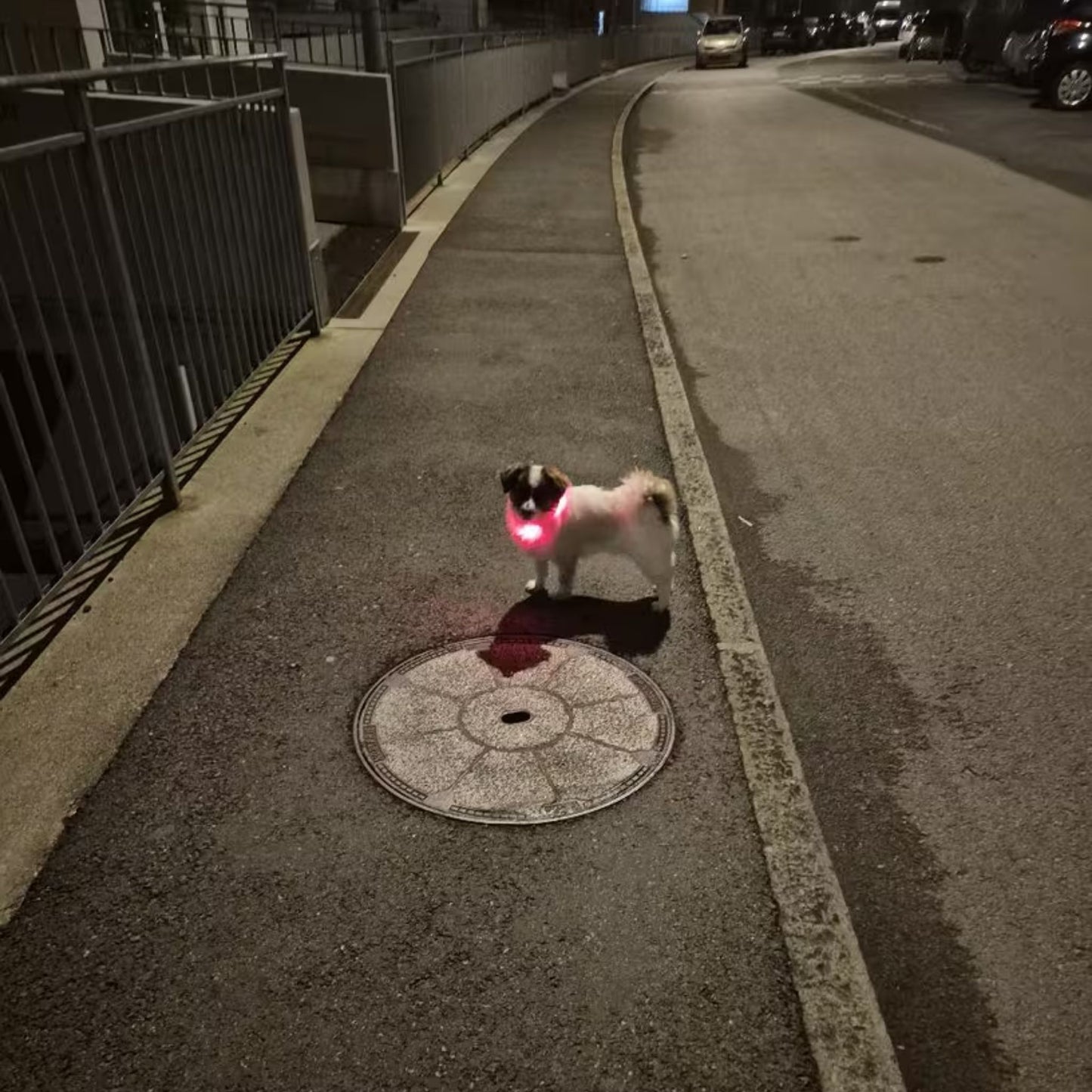 LED קולר זוהר לכלב נטען צבע אדום