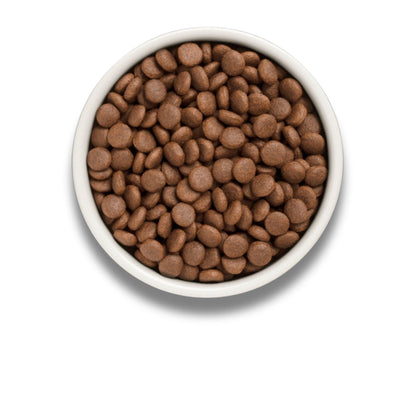 GRANDORF Fresh Salmon Grandorf Fresh Salmon for adult medium and large breed dogs 10 kg hypoallergenic