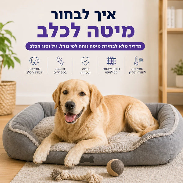 איך לבחור מיטה לכלב