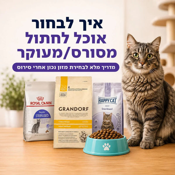 איך לבחור אוכל לחתול מסורס/מעוקר